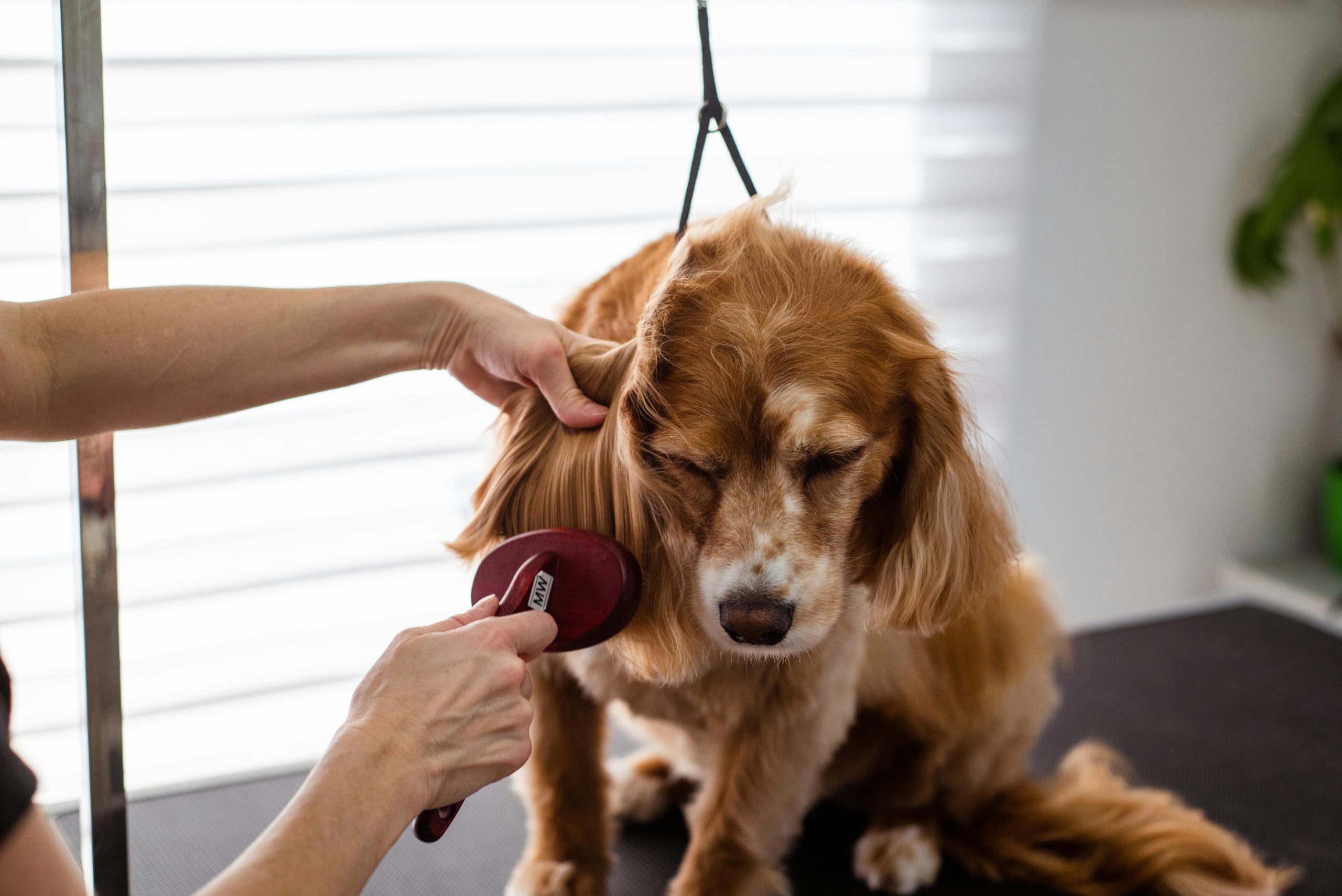 Enhancing Operational Efficiency in Mobile Pet Grooming with FluffSync