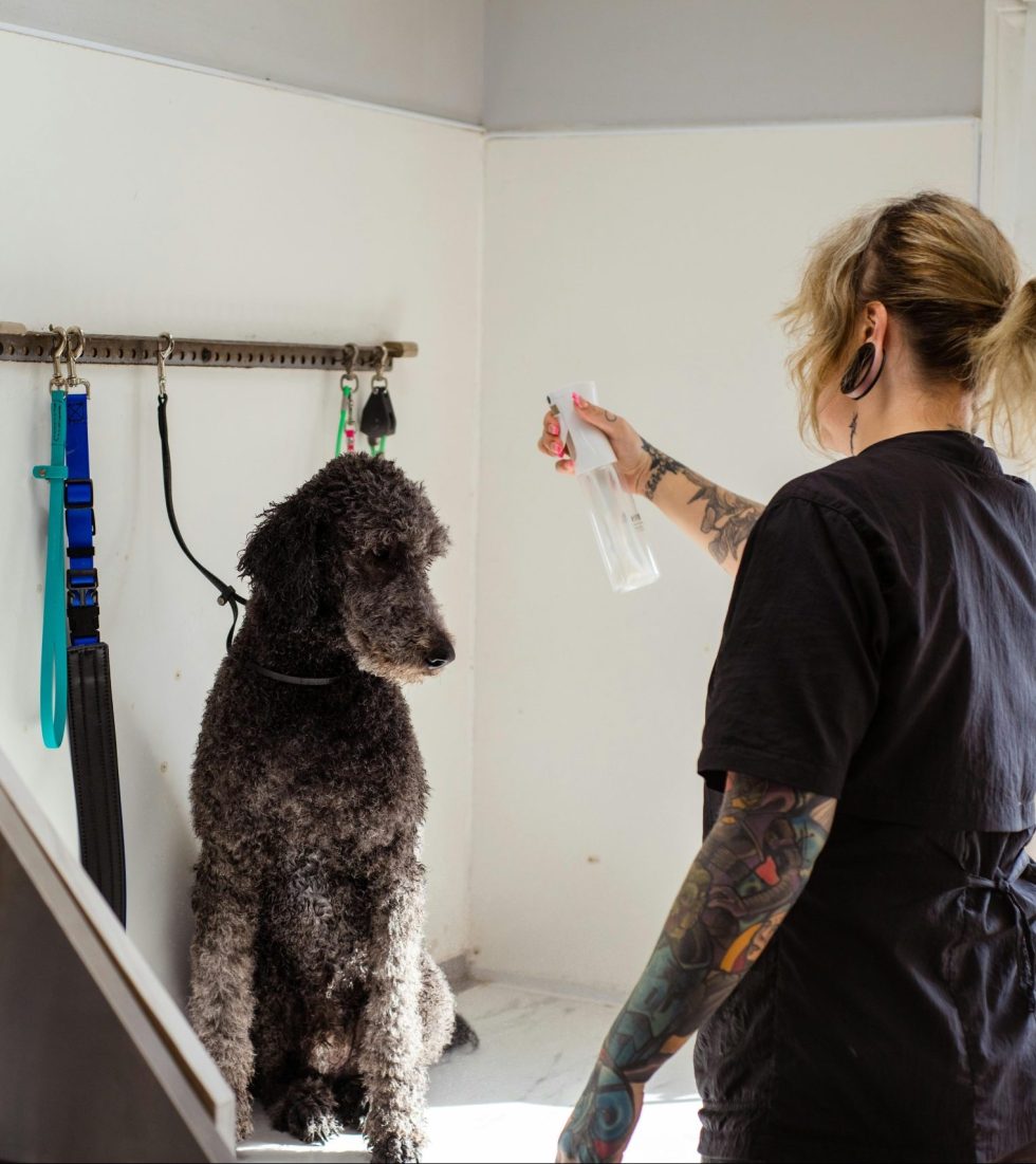 pexels-goochie-poochie-19145875